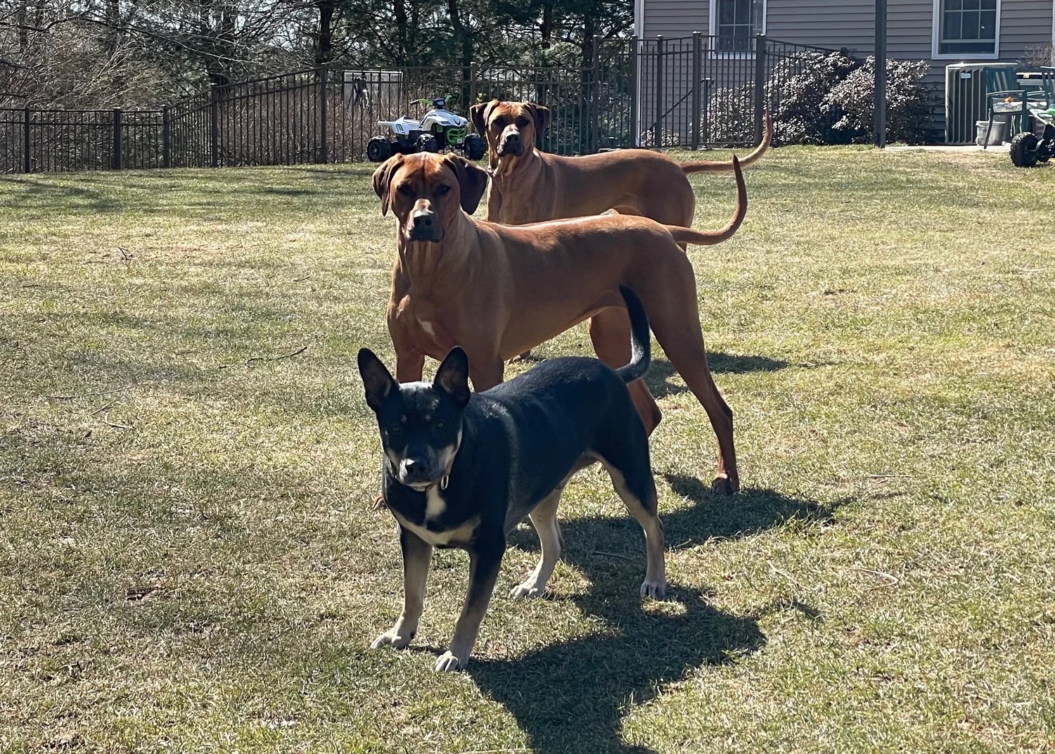 The ShepRidge pack in the backyard