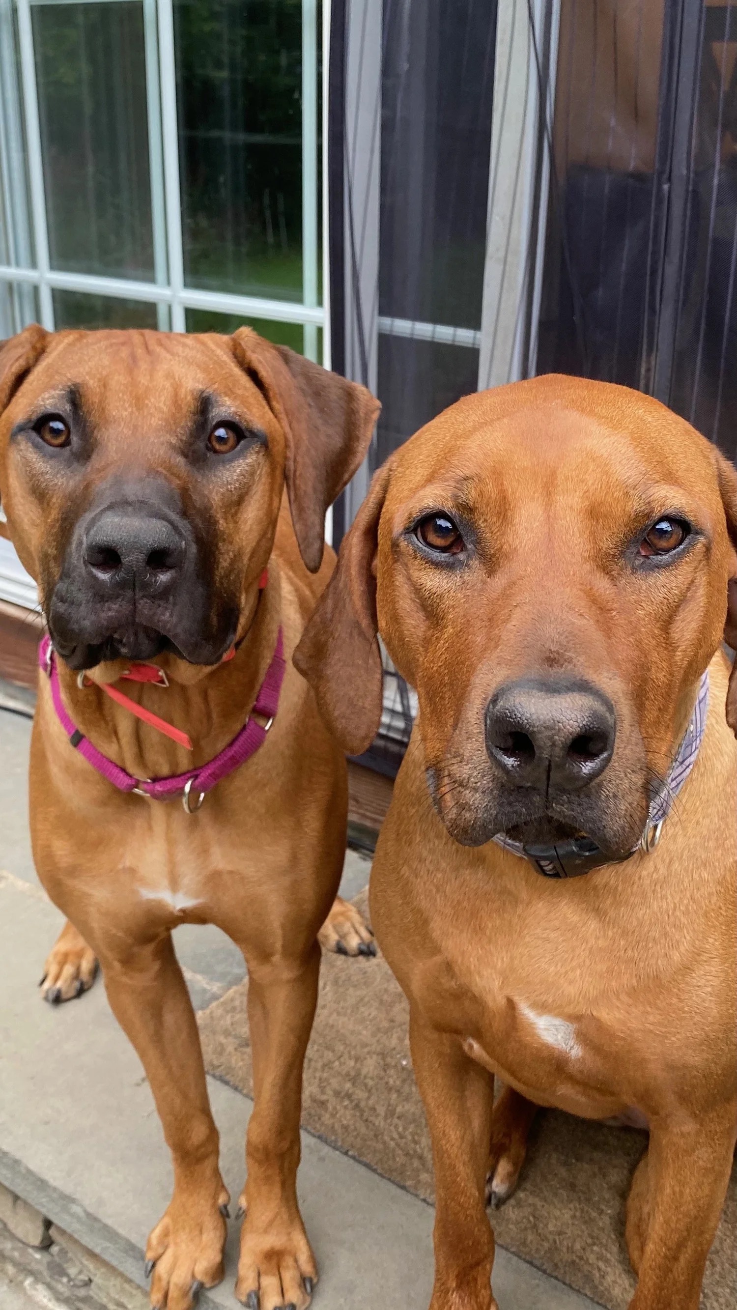Two Rhodesian Ridgebacks on the porch