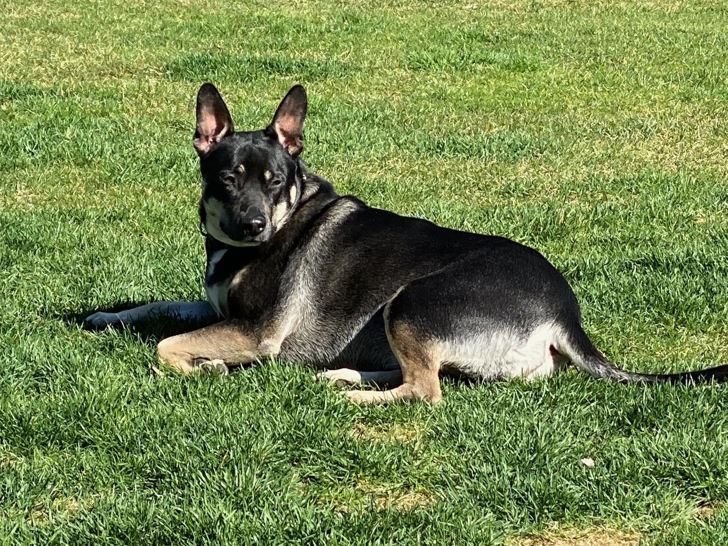 Shepherd mix in the grass
